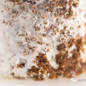 100%可降解，国内首款菌丝体培育皮革问世！