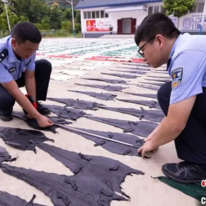 云南警方查获300余万元野生动物皮