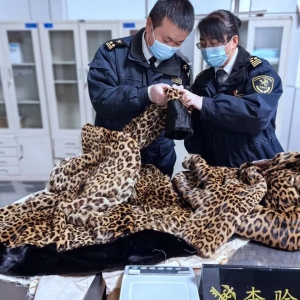将予以处罚！拉萨海关查获野生动物皮制品
